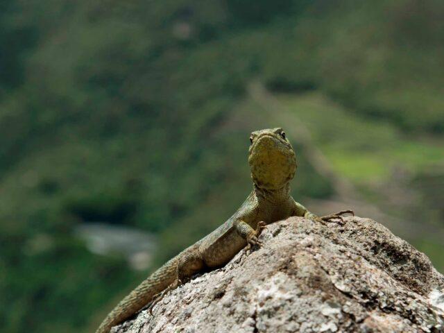 Short inca trail camping
