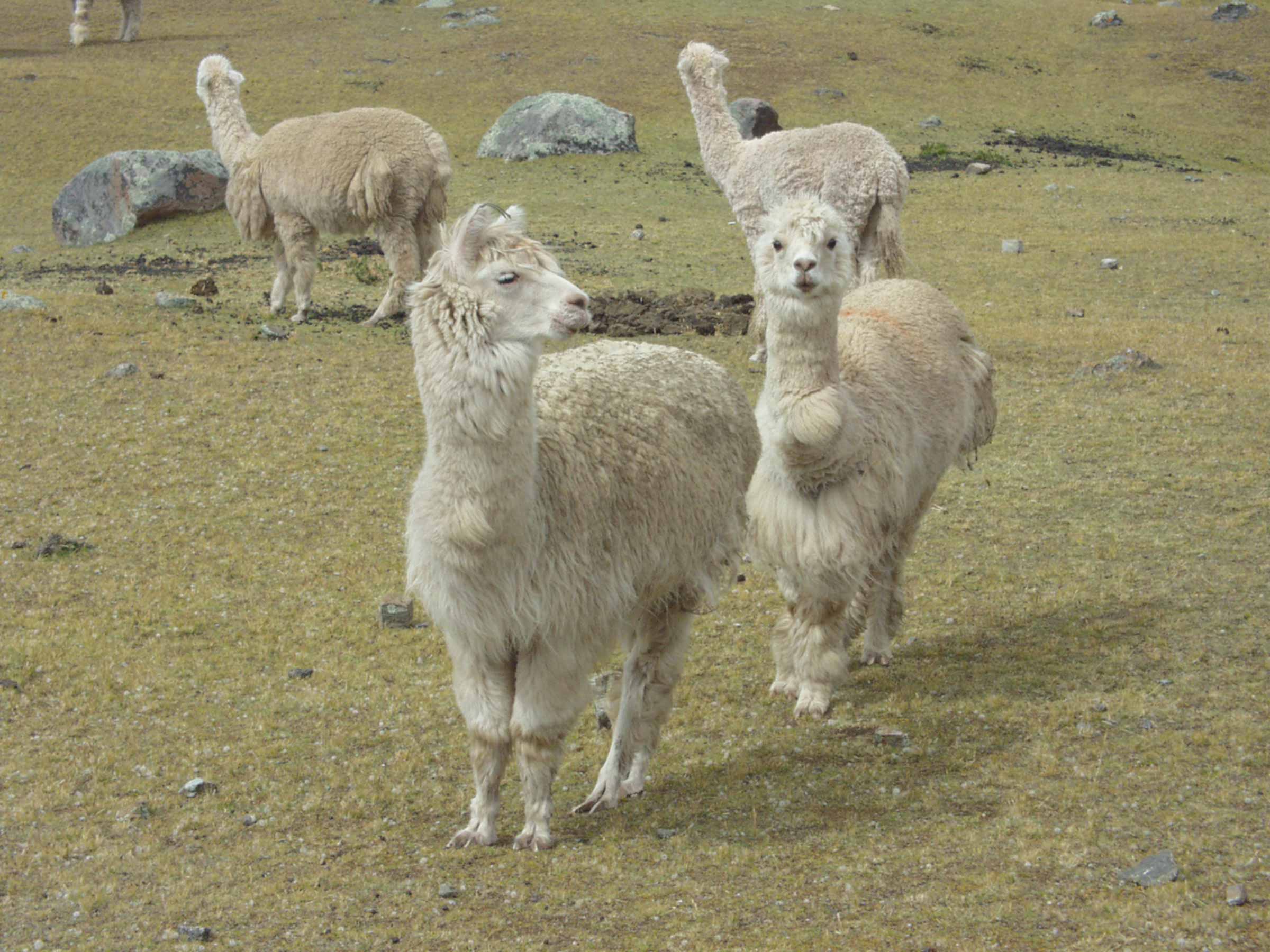 Peru Ausangate